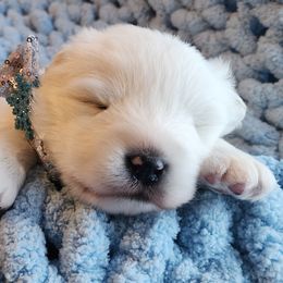Samoyed Puppies from Limelight Samoyeds