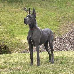 Finny - Great Dane