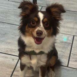 Hank - Red tri male Toy Australian Shepherd puppy in Wiggins, Colorado from Mile High Acres & Aussies