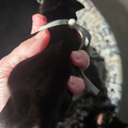 Gray - Black female Scottish Terrier puppy in Seligman, Arizona from Magnum Scottish Terriers
