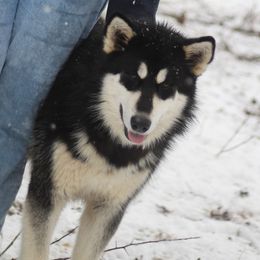 Onyx - Alaskan Malamute