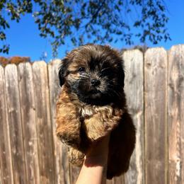 Chestnut - Brindle male Shih Tzu puppy in East Haven, Connecticut from Adam & Eve Pups CT