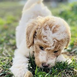 Goldendoodles and Poodles from Oodles of Doodles, NC