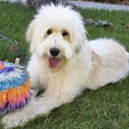 Tweed - Goldendoodle