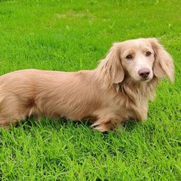 Magnum - Dachshund