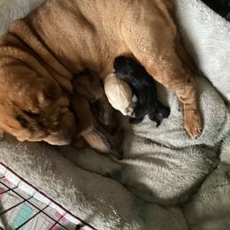 Chinese Shar-Pei Puppies from Dragons Shar-Pei