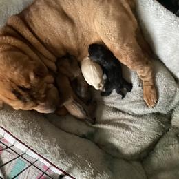 Chinese Shar-Pei Puppies from Dragons Shar-Pei