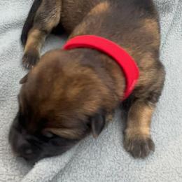 Boy3 - Sable male German Shepherd puppy in Sharon Grove, Kentucky from Julie’s Shepherds