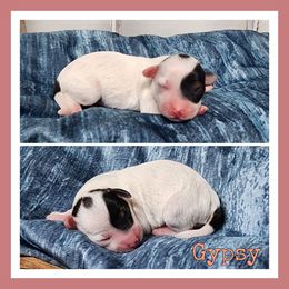 Gypsy - Parti female Schnoodle puppy in Lebanon, Missouri from Cedar Glades Canines