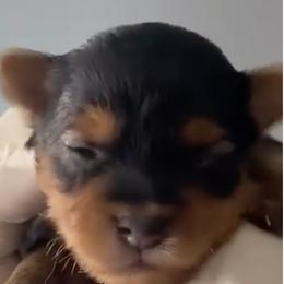 Yorkshire Terriers from KINGZ KENNEL