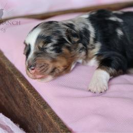 Girl 1 - Blue merle female Australian Shepherd puppy in Athens, Alabama from SunSet Ranch Aussies