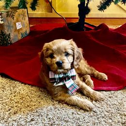 Cavapoo Puppies from Jessie's Puppies
