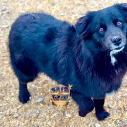 Sissy - Australian Shepherd
