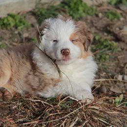 Australian Shepherd Puppies from Big Sky Aussies