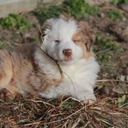 Australian Shepherd Puppies from Big Sky Aussies