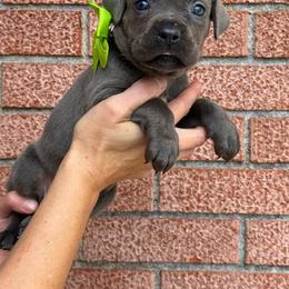 Girl 2 - Gray brindle female Cane Corso puppy in Highland, Illinois from C&I Elite Cane Corso