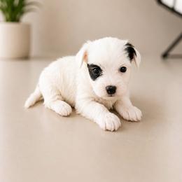 Ledger - Piebald male Morkie puppy in Tampa Bay, Florida from Woodpecker Ridge Pups