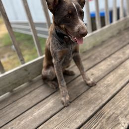 Australian Cattle Dog Puppies from Cowboy Tuff Stock Dogs