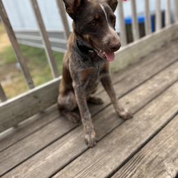 Australian Cattle Dog Puppies from Cowboy Tuff Stock Dogs