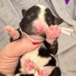 Purple collar girl - Tri-color female Bernedoodle puppy in Lake, Michigan from 3 King Doodles & Poodles