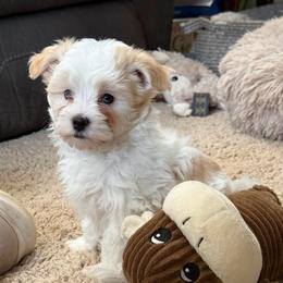 Jade - White female Maltipoo puppy in Fredericksburg, Ohio from Edna Keim
