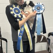 Japanese Chin puppies from Peaceful Garden Cavaliers