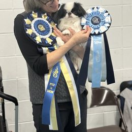 Japanese Chin puppies from Peaceful Garden Cavaliers