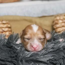 Juniper (Fluffy) - Sable merle and white female American Corgi puppy in Fayetteville, Arkansas from Intergalactic Corgis