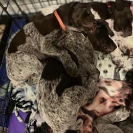 German Shorthaired Pointer and Jack Russell Terrier Puppies from Ivy Creek Kennels