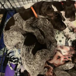 German Shorthaired Pointer and Jack Russell Terrier Puppies from Ivy Creek Kennels
