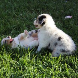 Australian Shepherd Puppies from Sandollar Aussies