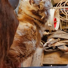 Cash - Australian Shepherd