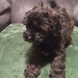Cavalier King Charles Spaniels, Cavapoos, Havanese, Poodles, Yorkipoos, and Yorkshire Terriers from Ashley Nicole Ranch