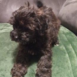 Cavalier King Charles Spaniels, Cavapoos, Havanese, Poodles, Yorkipoos, and Yorkshire Terriers from Ashley Nicole Ranch