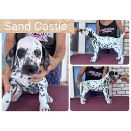 Sand Castle - White and black female Dalmatian puppy in Melrose, New Mexico from ECMO Farm Dalmatians & Labrador Retrievers