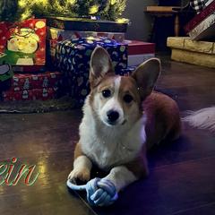 Pembroke Welsh Corgis from Stilrein