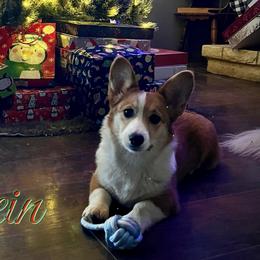 Pembroke Welsh Corgis from Stilrein
