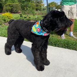 Giant Schnauzer All Grown Up from LaRoc Onyx Riesinbach Kennels
