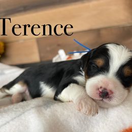 Aussiedoodle, Bernedoodle, Poodle, and Sheepadoodle Puppies from Draper Mountain Doodles