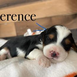 Aussiedoodle, Bernedoodle, Poodle, and Sheepadoodle Puppies from Draper Mountain Doodles