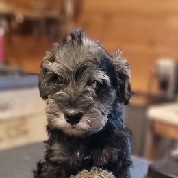 Miniature Schnauzer Puppies from A'Lord Miniature Schnauzer