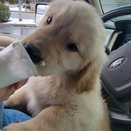 Golden Retriever Puppies from DoubleTake Goldens