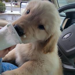 Golden Retriever Puppies from DoubleTake Goldens