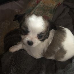 Yodel - Chocolate and white male Chihuahua puppy in Amelia, Virginia from Pannell’s Precious Pups