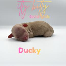 Ducky - Cream female Dachshund puppy in Canton, Texas from Itty Bitty Dachshunds