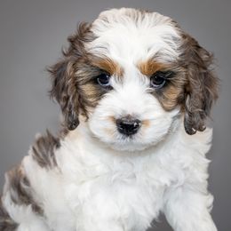 Tinny - Merle male Goldendoodle puppy in Brighton, Utah from Angel Pups Deluxe