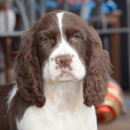 Joy - Liver and white female English Springer Spaniel puppy in Central, South Carolina from SarMel