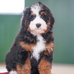 Liberty - Tri-color female Bernedoodle puppy in Dundee, Ohio from Down Home Doodle