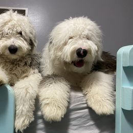 Old English Sheepdog Puppies from Heavinly Blessings Farm Pups - Old English Sheepdog Puppies
