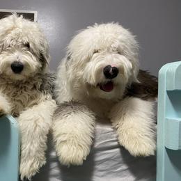 Old English Sheepdog Puppies from Heavinly Blessings Farm Pups - Old English Sheepdog Puppies